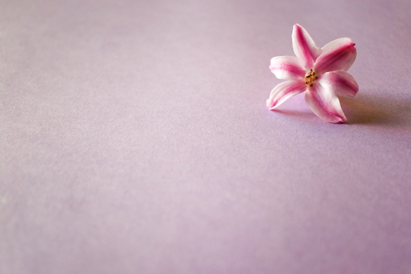 delicate flower, backgrounds, flower head, pink color, jacinto, petal, beauty, vulnerability, simplicity, pink, no people, studio shot, single object, flowering plant
