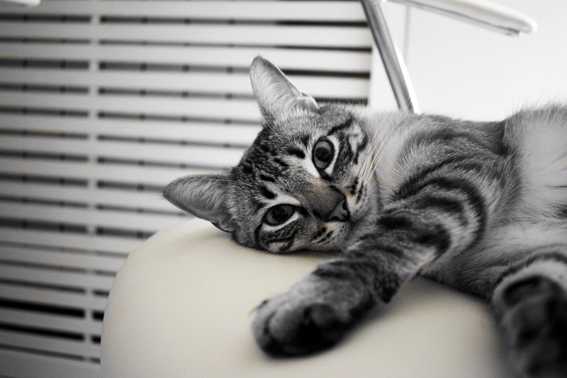 domestic cat, cat, pact, 4K, no people, cat nose, claws, cat eyes, feline, animal, close-up, near, kitten, lying down, white, venetian, mammal, cat home