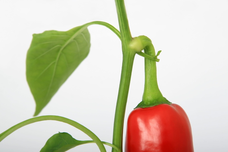 indoors, white, no People, red, close-up, green Color, healthy Eating, stalk, bell Pepper, cut out, culinary, food And Drink, plant, pepper - Vegetable