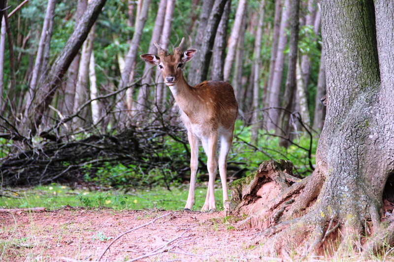standing, trunk, tree trunk, herbivorous, fallow deer, animal themes, land, close, animal, mammal, Wild, one animal, deer, woodland, outdoors, no people