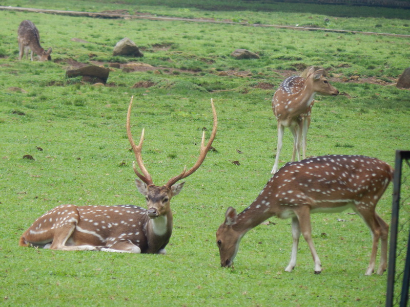 group of animals, grass, eating, conservation, green, outdoor, landscape, herd, Deer, afternoon, deer, wild, vertebrate, herbivore, forest, natural, animal