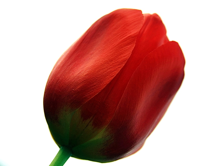red rose, rose, petal, flower Head, close-up, People, isolated, nature, red, Blossom, back, shot, 2K, plant, Awesome, tulip, looking at me, flower, past
