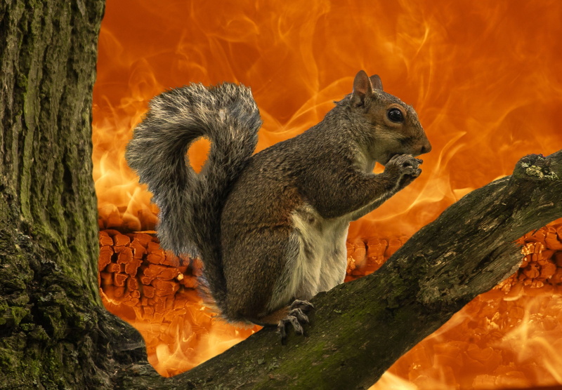 no people, profile view, squirrel, branch, background, nature, wildlife, animal wildlife, hot, creature, mammal, nut, end of the world, tree trunk, apocalypse