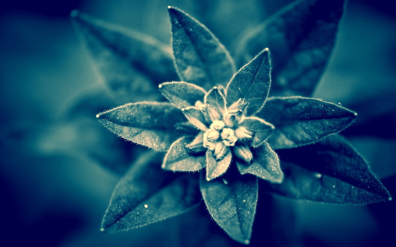 plants, monochrome, nature, closeup, flowers, macro, 1080P