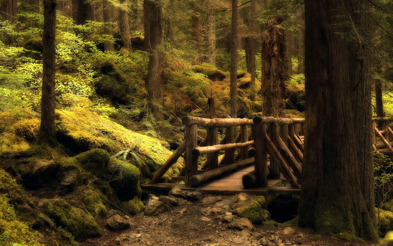 bridge, monitor, 2K, nature, dual monitor, its so cool, dual screen, dual, brown, mystery, leafed, 3d and abstract, forest, green, trees