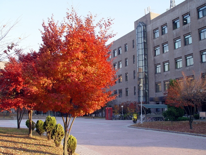 korea, autumn, sky, leaf, growth, change, trees, urban Scene, university, photos, street, South Korea, apartment, south, plant, day, outdoors, college