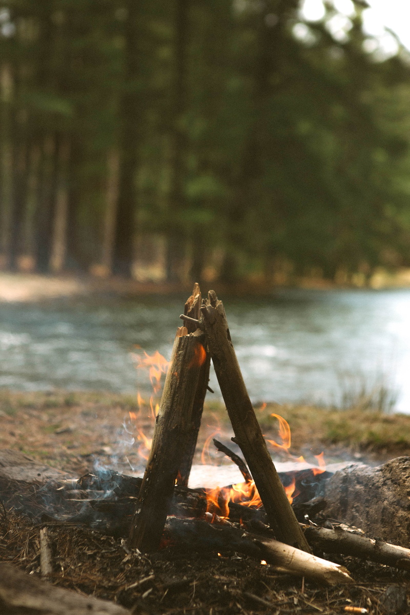plant, photography, meal, water, camping, campfire, near, forest, fire - natural phenomenon, flame, body, lake, land, tilt, day, bark, lens, shift, river
