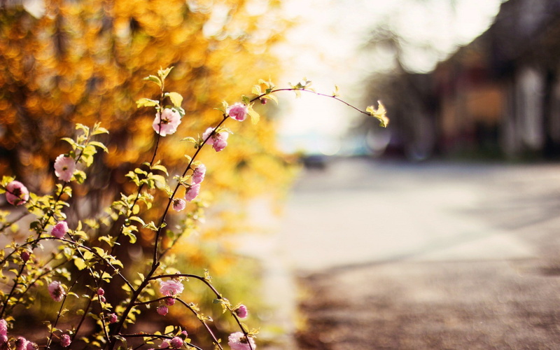 pink, 720P, flowers, flower, roaflowers, s, plant, background, widescreen, green, fullscreen