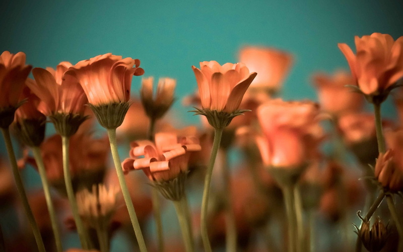 stem, widescreen, s, flowers, background, fullscreen, 1080P, orange