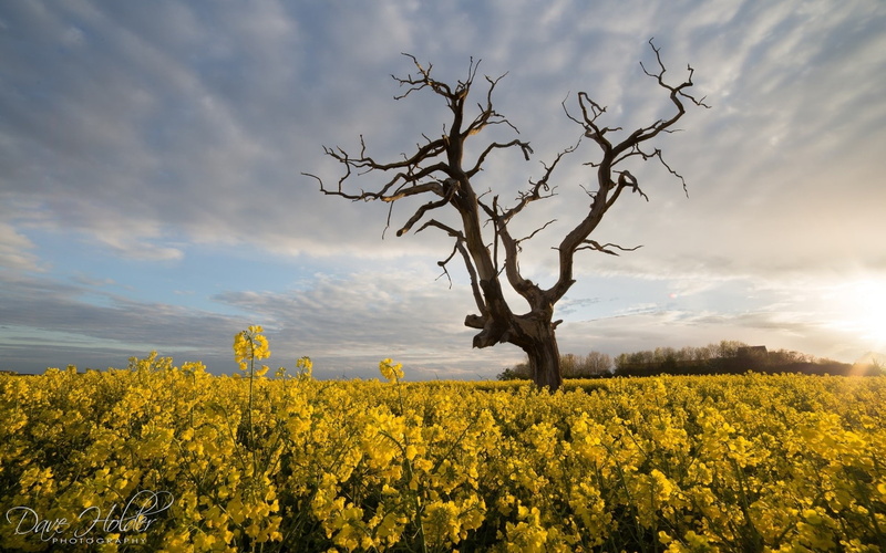 plant, crop, growth, Dave Holder, scenics - nature, trees, field, nature, agriculture, beauty in nature, flowering plant, outdoors, plants, no people, landscape