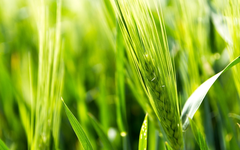 green, barley, macro, close-up, blade of grass, outdoors, green color, 1080P, cereal plant, no people, field, beauty in nature, crop, growth