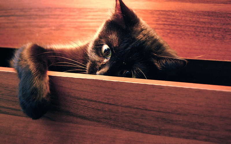 2K, cat, kitty, foot, looks, SCAV, plays
