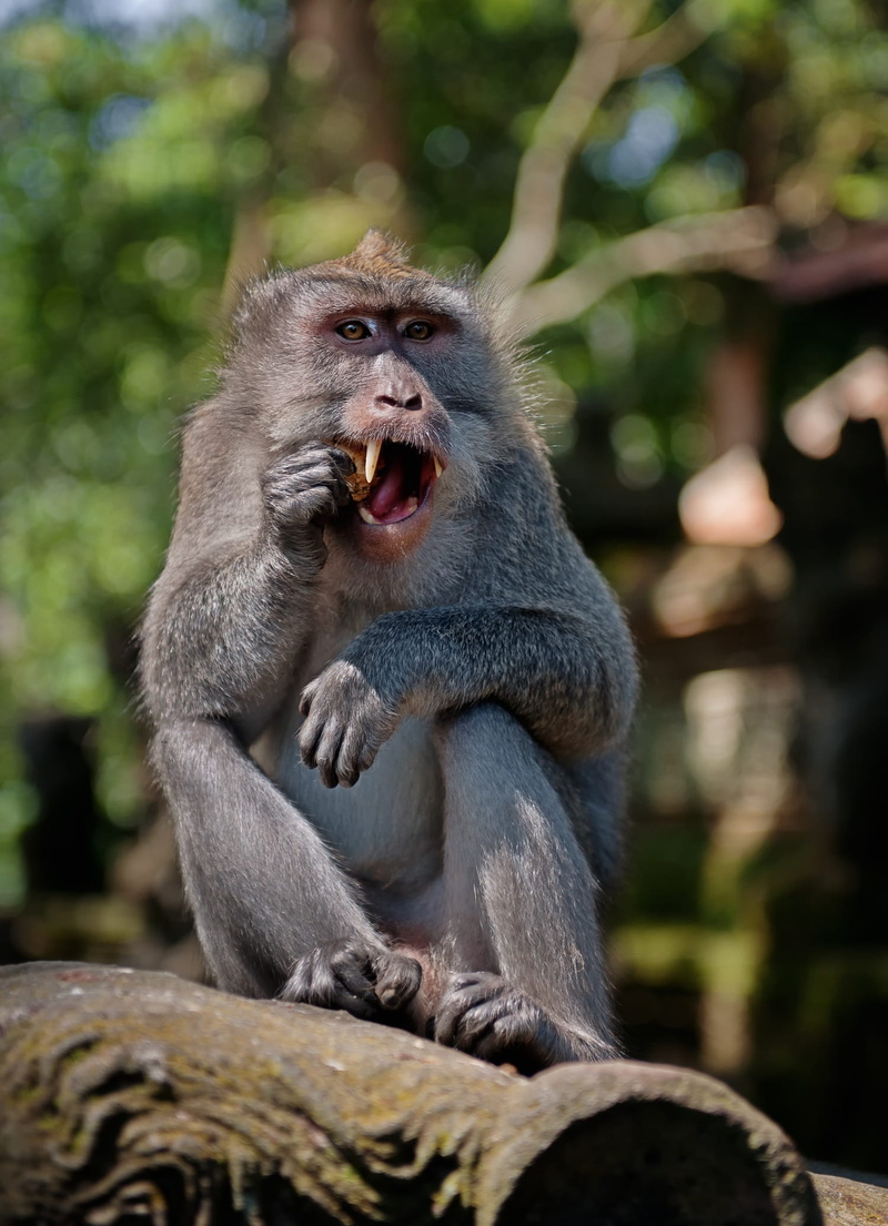 makake, 1080P, facial expression, monkey males, outdoors, jungle, vertebrate, mammal, primate, one animal, sit, monkey, shouting, wild, teeth, anger, boss