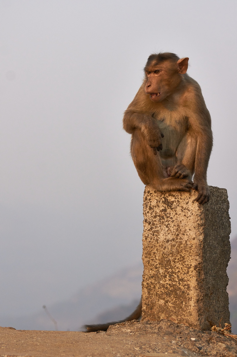ape, solid, wild, monkey, asia, no people, travel, vertebrate, india, sitting, mammal, boss, animal wildlife, one animal, primate, rock, day, looking away