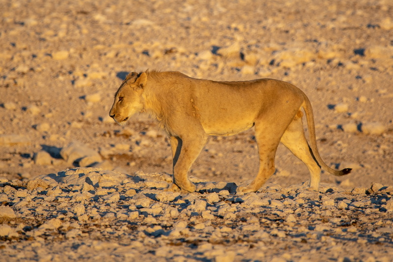 4K, landscape, africa, king, young, lying, lions mane, feline, day, profile view, gold, wild, boss, land, predator, one animal, animal themes, hair, animal wildlife