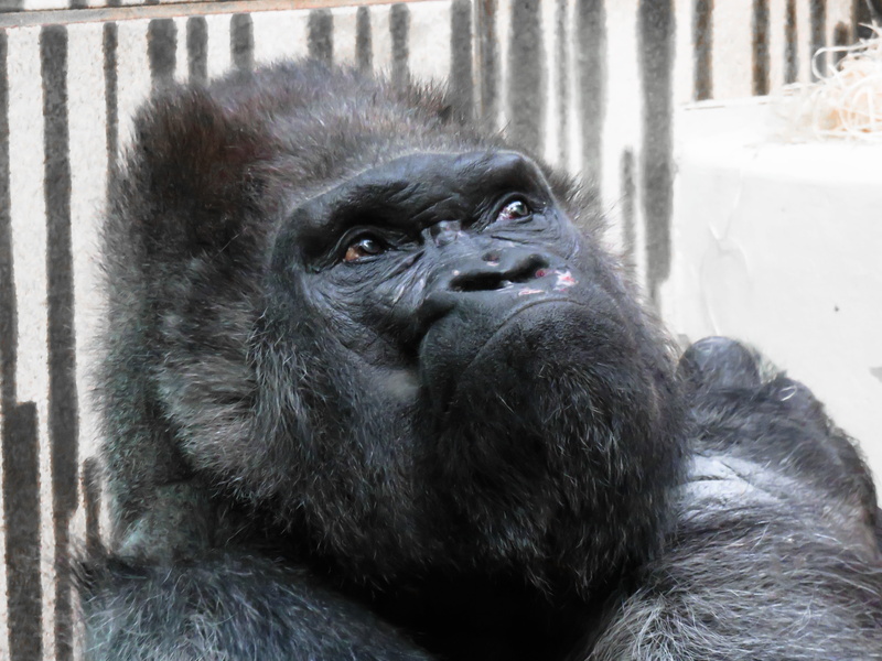 no people, mammal, ape, close-up, boss, 5K, day, one animal, thoughtful, view, silverback, zoo, animal, animals in the wild, portrait, animals in captivity