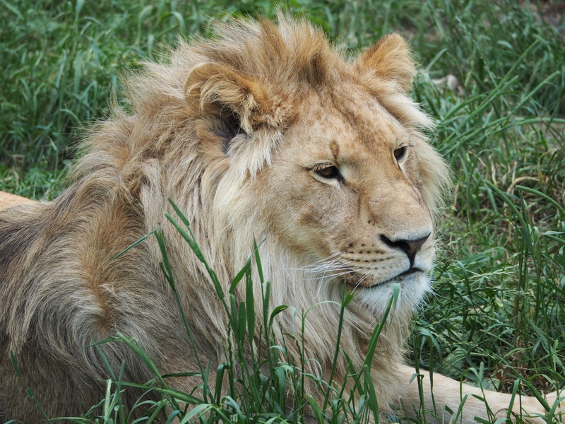 big Cat, africa, whisker, field, animal head, undomesticated Cat, day, animal wildlife, lion, vertebrate, rest, king, wildlife, no people, lying, animals In The Wild