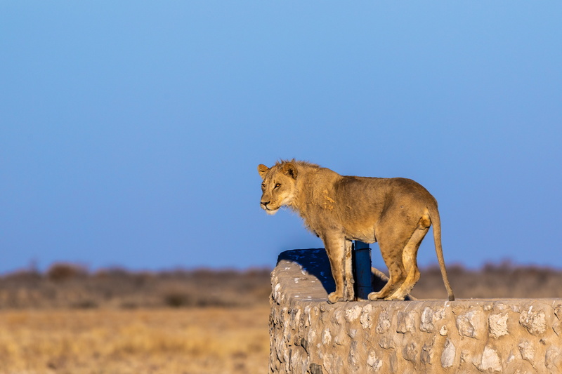 nature, wild, animals in the wild, africa, full length, male, lion, blue, gold, one animal, animal wildlife, lions mane, wildcat, feline, clear sky, lioness