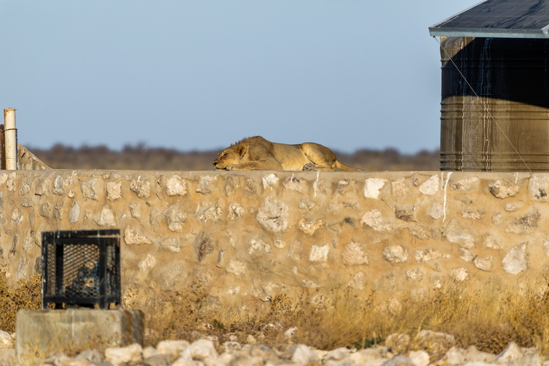 domestic animals, 5K, gold, lion, one animal, built structure, day, big cat, animal wildlife, young, mane, predator, feline, nature, architecture, vertebrate