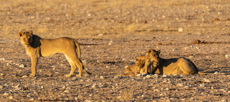 semi-arid, animal, animal family, animal themes, big cat, desert, family, africa, animals hunting, outdoors, hair, cat, wildcat, no people, group of animals