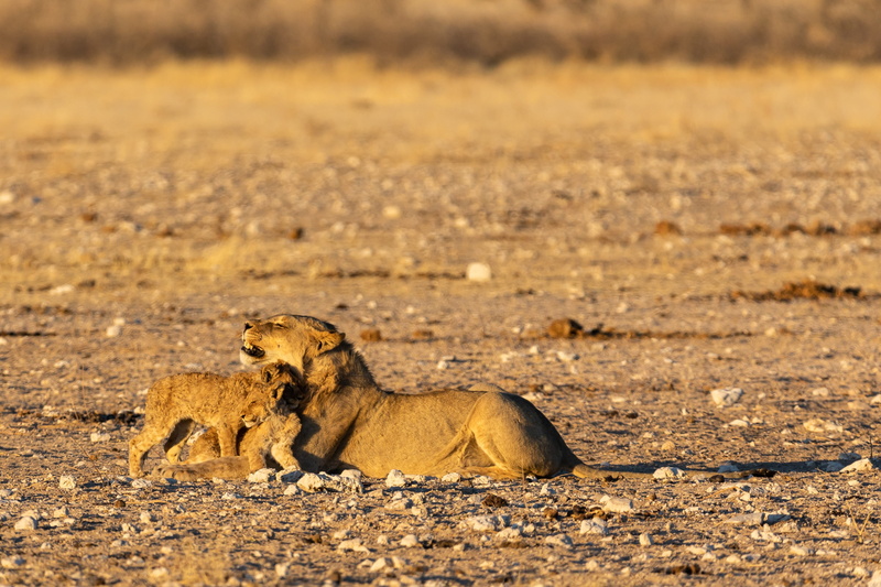mother, climate, predator, baby, lion - feline, africa, land, one animal, wildcat, young, nature, lion cub, semi-arid, lion, boss, big cat, animal, mammal