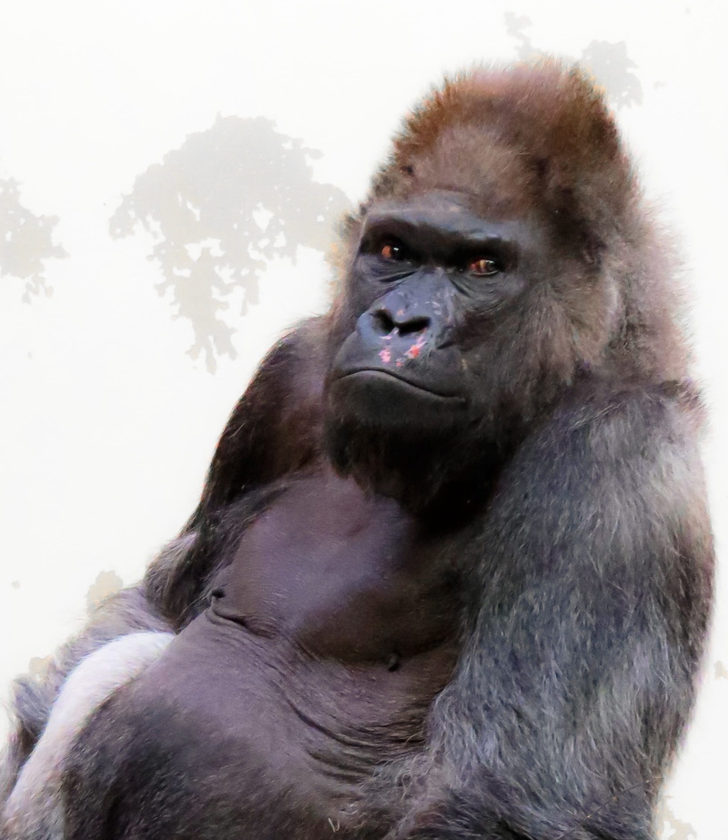 looking, one animal, watch, chef, boss, looking at camera, View, portrait, Monkey, close-up, animals in the wild, 1080P, sitting, ernst, Animal, vertebrate