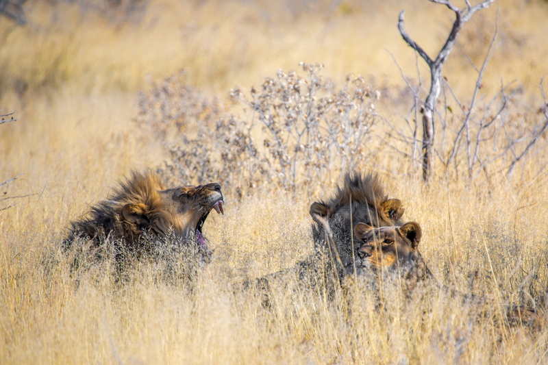 boss, lions mane, males, africa, king, undomesticated cat, lion, young, animal wildlife, lion - feline, mane, 5K, plant, nature, predator, animal themes