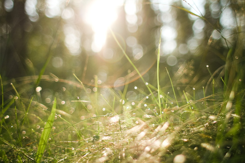 blade of grass, 4K, freshness, season, summer, growth, tranquility, Forest, outdoors, land, beauty in nature, sunbeam, abstract, macro, dew, tree, green Color