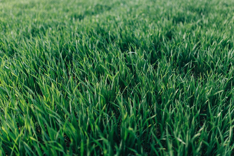 Close-ups, grass, beauty in nature, focus on foreground, day, meadow, green, field, plant, agriculture, ups, tranquility, no People, freshness, nature