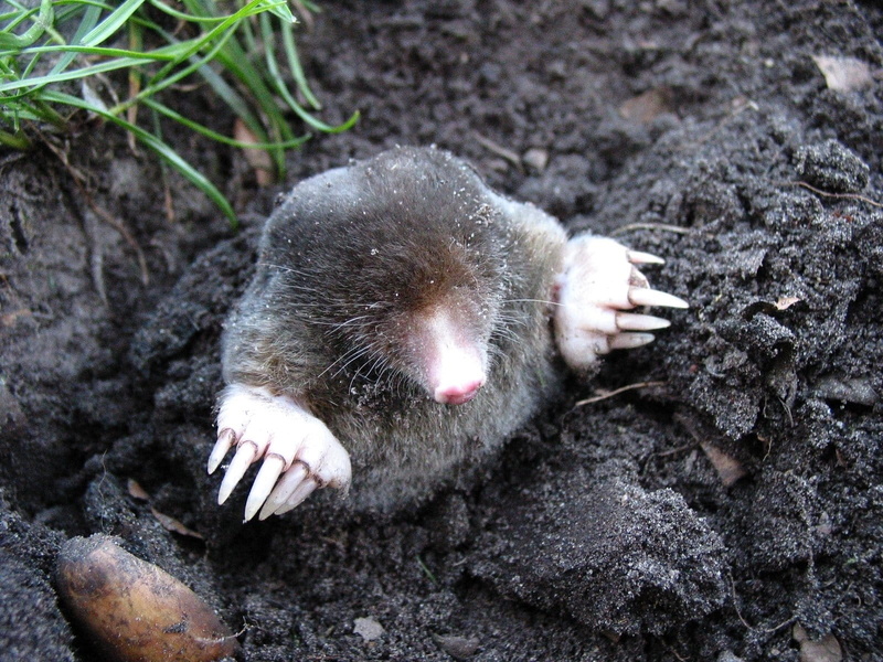 outdoors, soil, grass, animal themes, rock, high angle view, mammal, close-up, near, rodent, solid, gray, rock - object, body part, animals, no people