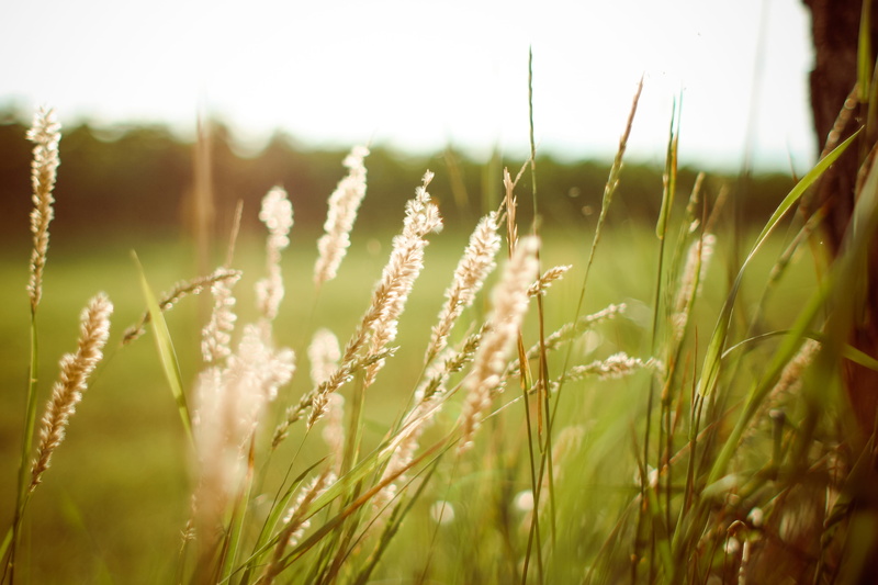 close-up, land, summer, landscape, 2K, Sunset, flower, green, focus on foreground, tranquil scene, Grass, rural Scene, environment, field, bright, crop