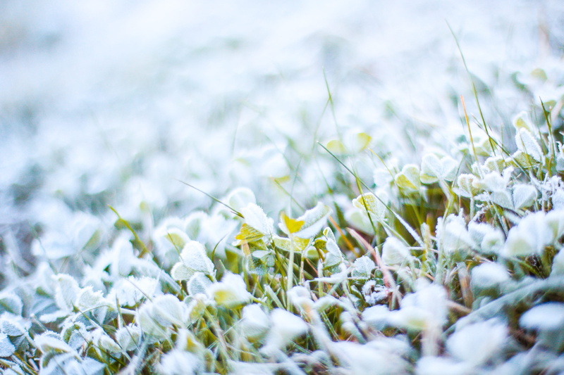 beauty In Nature, winter, Morning, selective focus, growth, nature, close-up, snow, backgrounds, land, springtime, field, macro, outdoors, summer, day