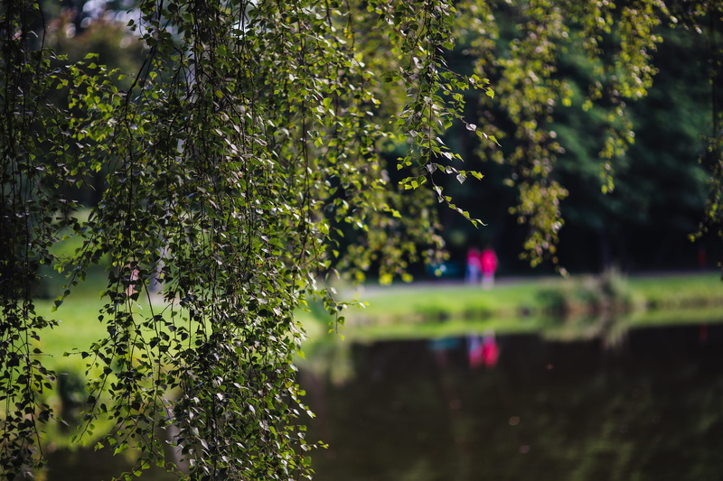 green Color, selective focus, nature, green, walk, tree, plant, beauty in nature, park, sunny day, day, freshness, no people, summer, close-up, leaf, plant part