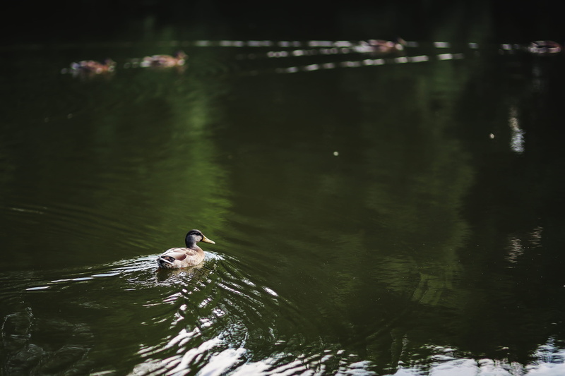 rippled, one animal, no people, animals in the wild, wildlife, beauty in nature, reflection, park, day, walk, riverside, focus on foreground, animal wildlife