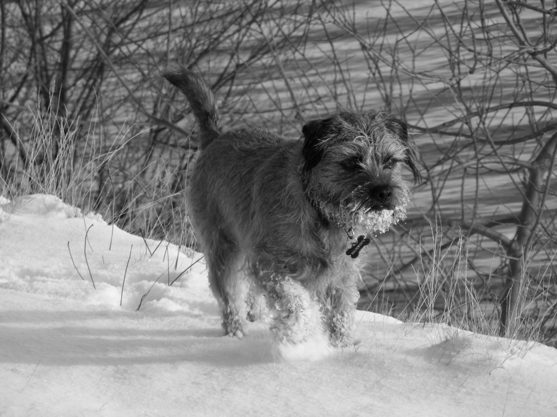 domestic animals, dog, frost, snow, pets, animal, lake, plant, canine, domestic, black and white, no people, cold temperature, mammal, one animal, vertebrate