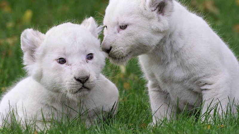 lions, 4K, white lion, grass, lion, cute, cub, cubs