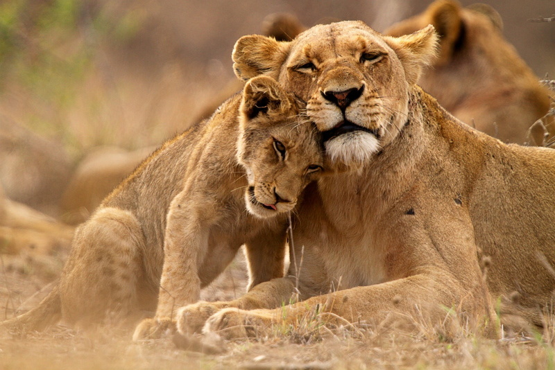 day, lion - feline, animal, animals, mammal, cub, animals in the wild, animal family, animal themes, no people, cat, Kruger National Park, lion, two animals