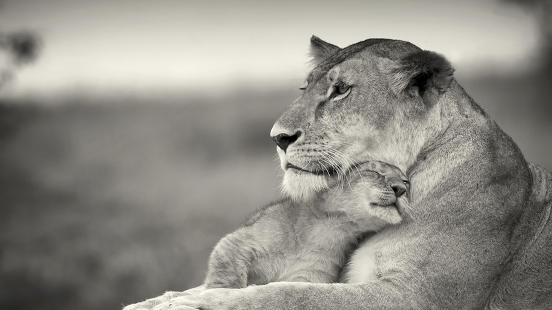 4K, animal, cute, looking away, lion - feline, pets, no people, animal themes, relaxation, cub, one animal, animal wildlife, focus on foreground, day
