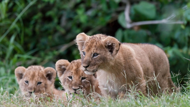 lioness, animal family, lions, plant, female animal, lion Cub, brown, cute, green Color, wildlife, animal themes, undomesticated Cat, young Animal, large