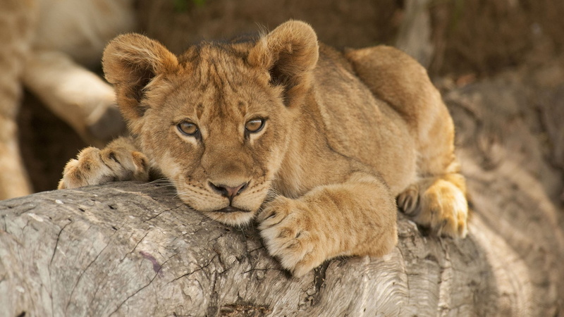 animals in the wild, portrait, focus on foreground, 1080P, white, vertebrate, animal, animal family, young animal, animal wildlife, one animal, tabby
