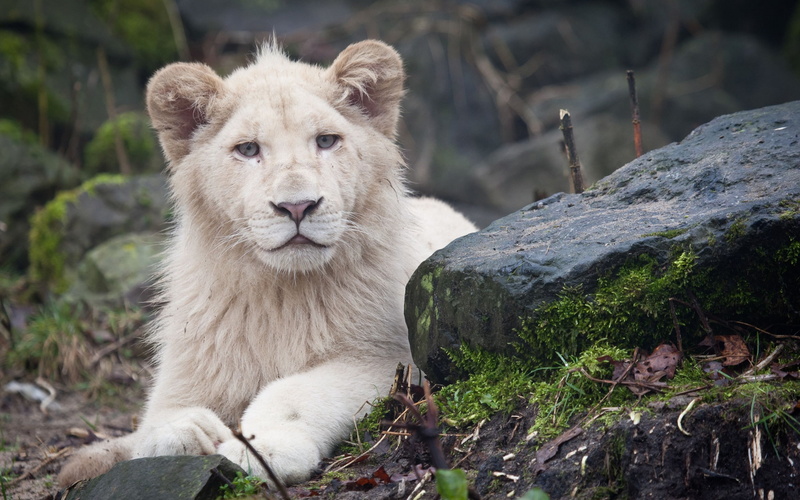 cub, white, lion, 2K