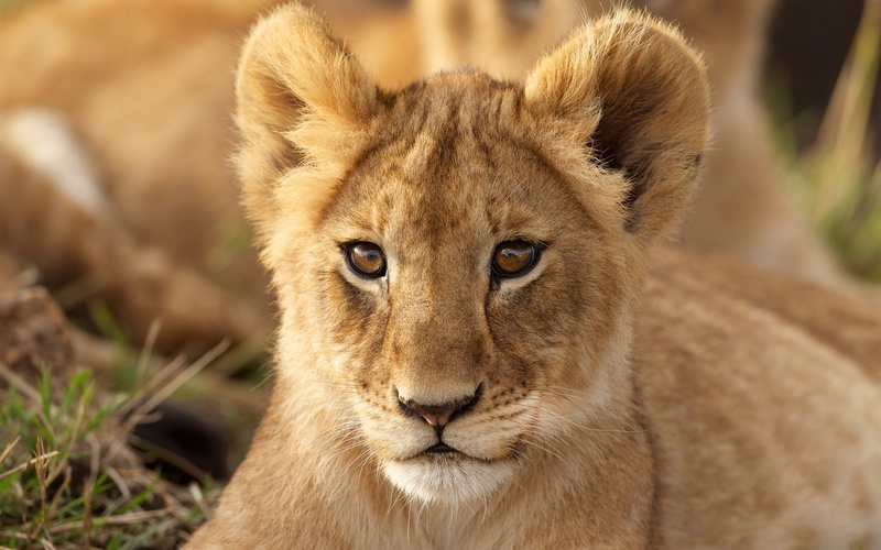 Look, Face, Animal, Cub, Portrait, Lion, 1080P