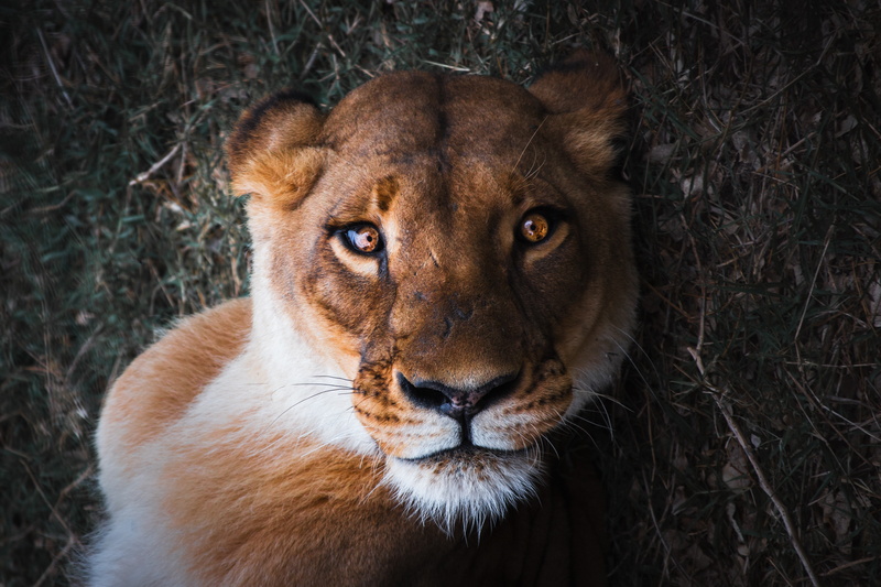 Female lion, Lioness, Close up, 4K, 4K