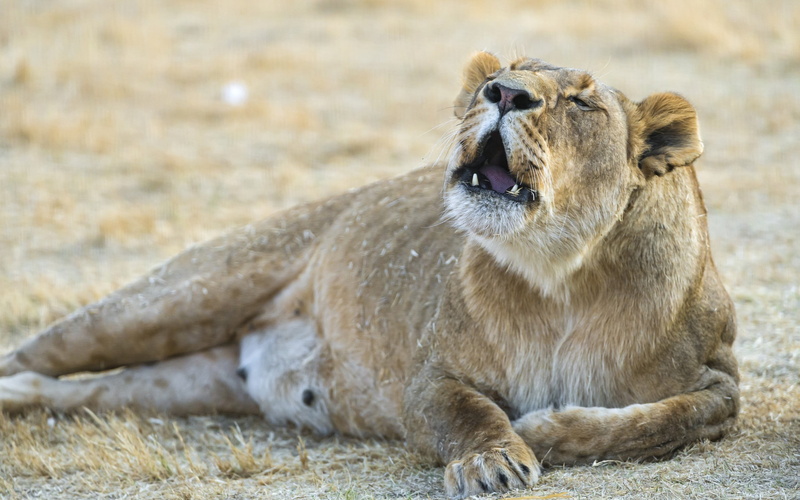 male animal, relaxation, feline, brown, lion - feline, day, vertebrate, lion, outdoors, cat, safari, lioness, no people, lying down, animals in the wild