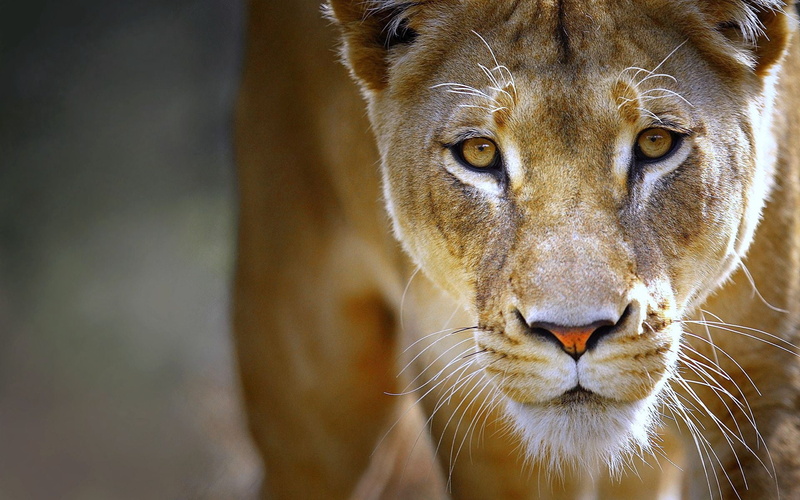 portrait, animals In The Wild, animal Head, outdoors, fur, male Animal, nature, animals And Pets, animals Hunting, big Cat, face, carnivore, focus on foreground