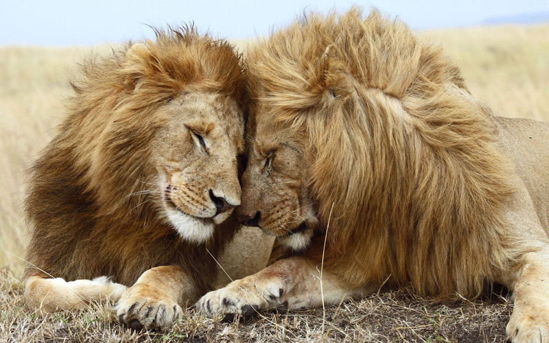 backgrounds, brotherly, male, lions, two, adult, love, desktop, 2K