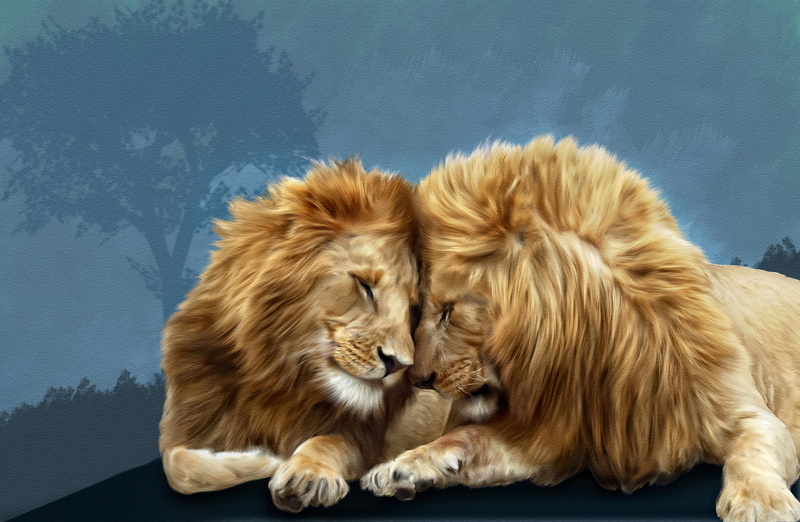 two animals, close-up, animal family, lions, group of animals, animal, Photoshop, pets, domestic animals, brotherly love, mammal, indoors, 1080P, no people