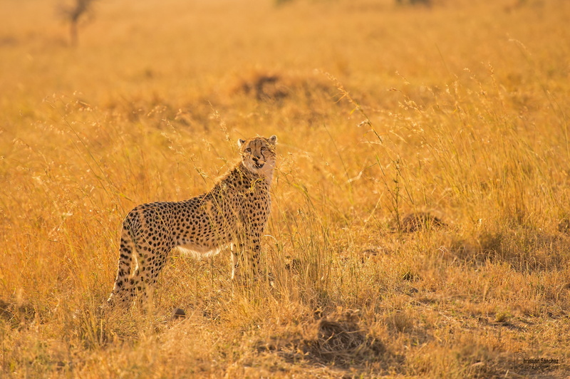 profile view, feline, undomesticated cat, nature, animal wildlife, animals in the wild, big cat, animal themes, alertness, animal, no people, carnivora