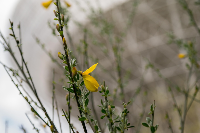no people, freshness, eifel, parabolic mirrors, flower, effelsberg, antenna, telescope, fragility, nature, one animal, flowering plant, research, animal