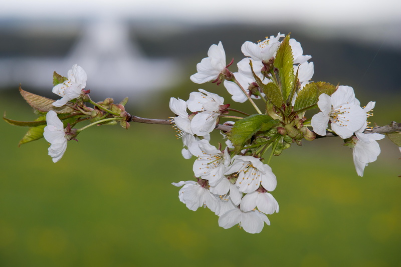telescope, blossom, large telescope, space, 5K, flower, research, max planck institute, focus on foreground, radio telescope, beauty in nature, science